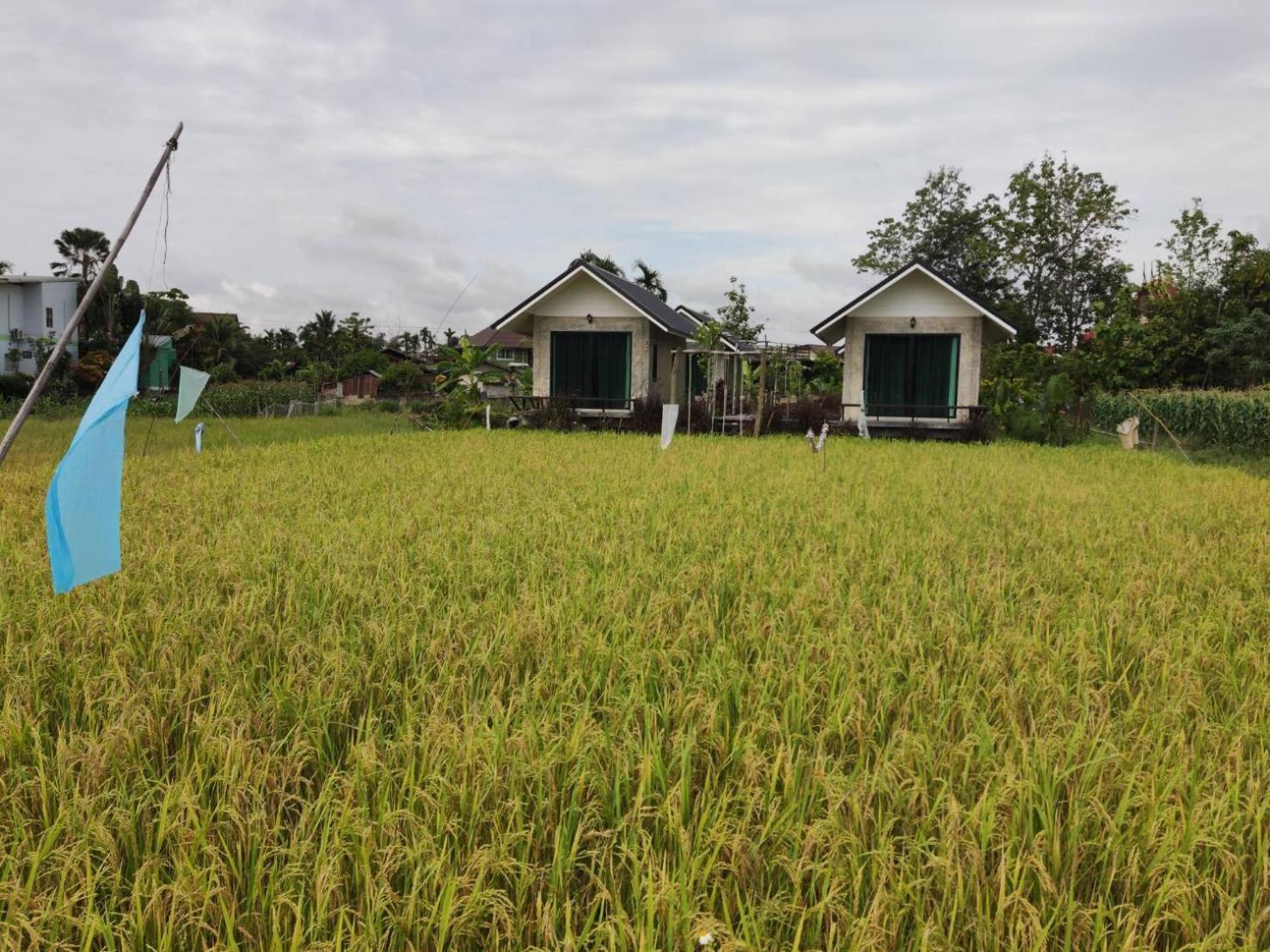 Vieng Pua Homestays Nan Exterior photo